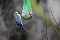 Parus major great tit